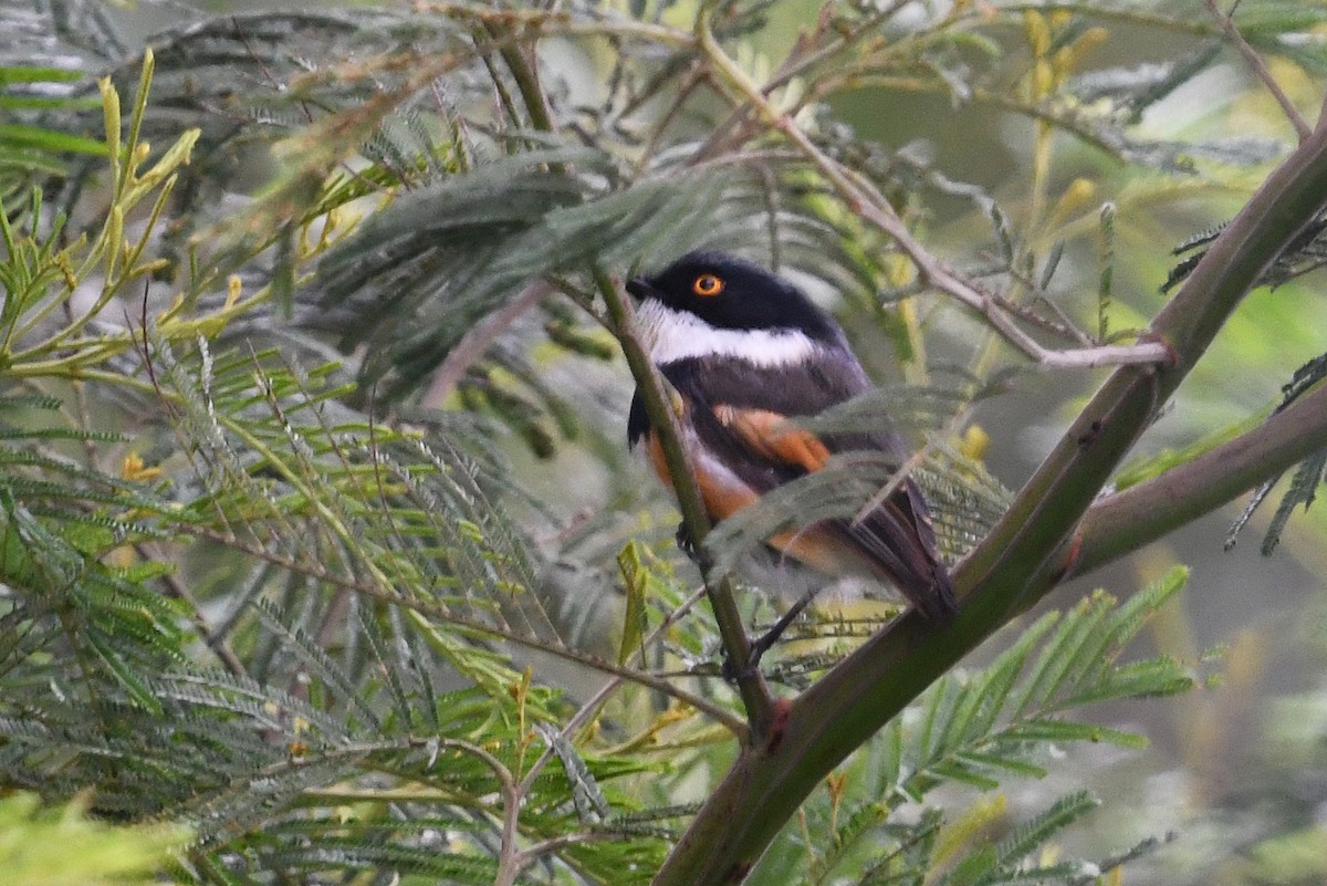 Cape Batis (Gray-mantled) - ML650136421