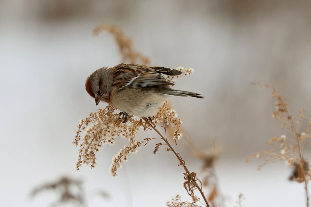 American Tree Sparrow - ML650137049
