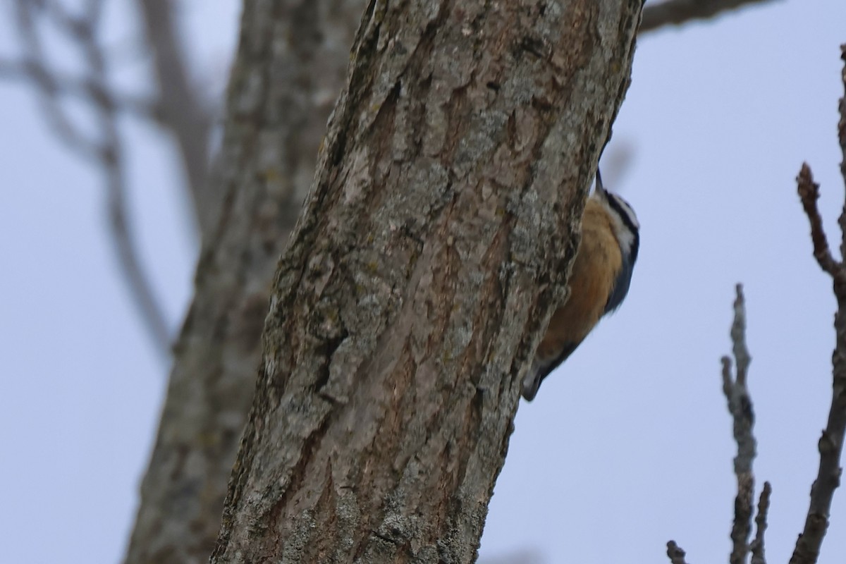 Red-breasted Nuthatch - ML650137121