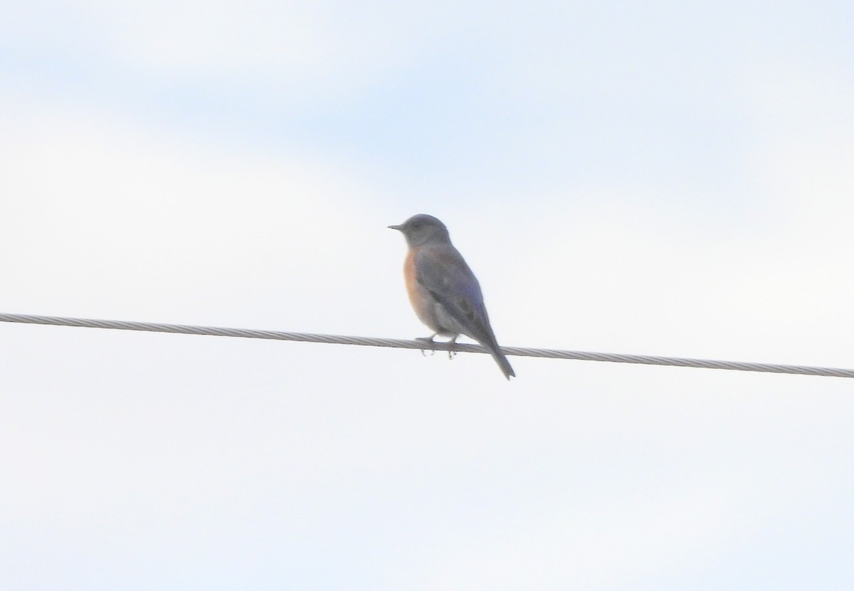 チャカタルリツグミ - ML650137237