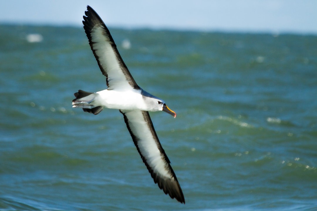 Albatros Picofino Atlántico - ML650137295