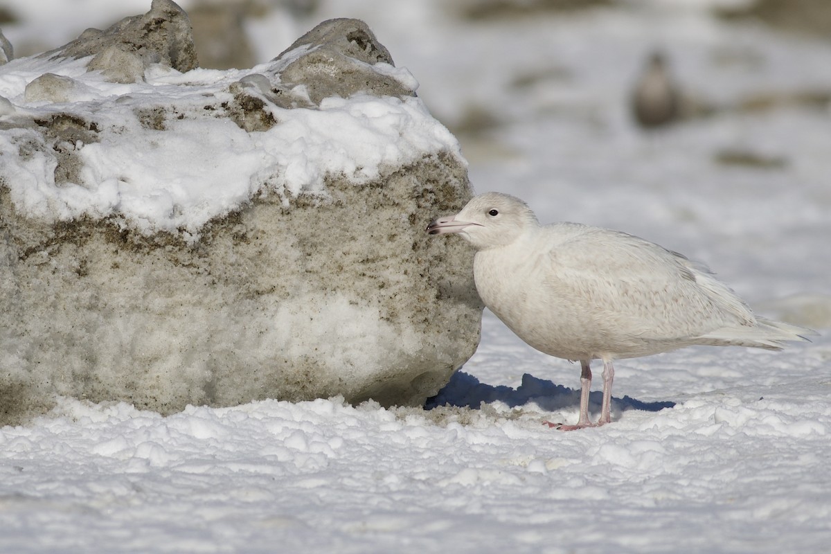 racek šedý - ML650137619