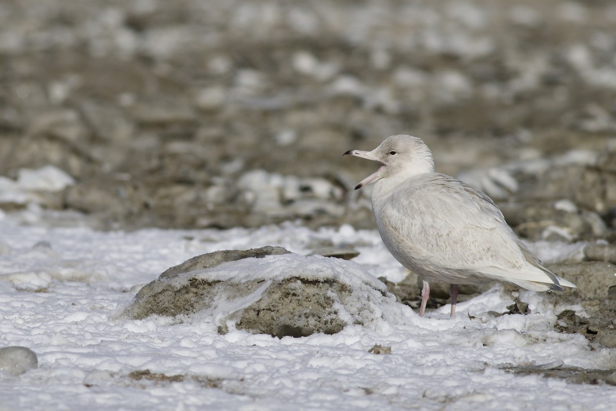 racek šedý - ML650137620
