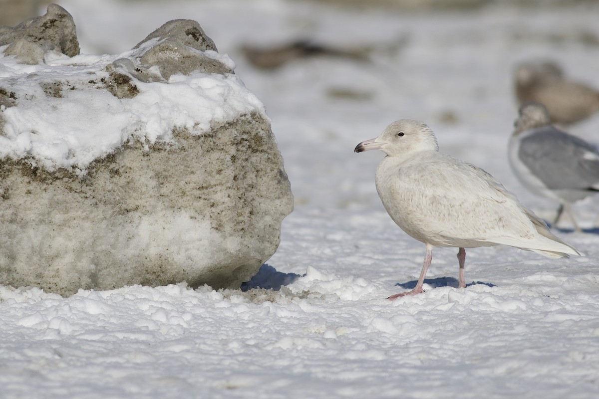 racek šedý - ML650137621