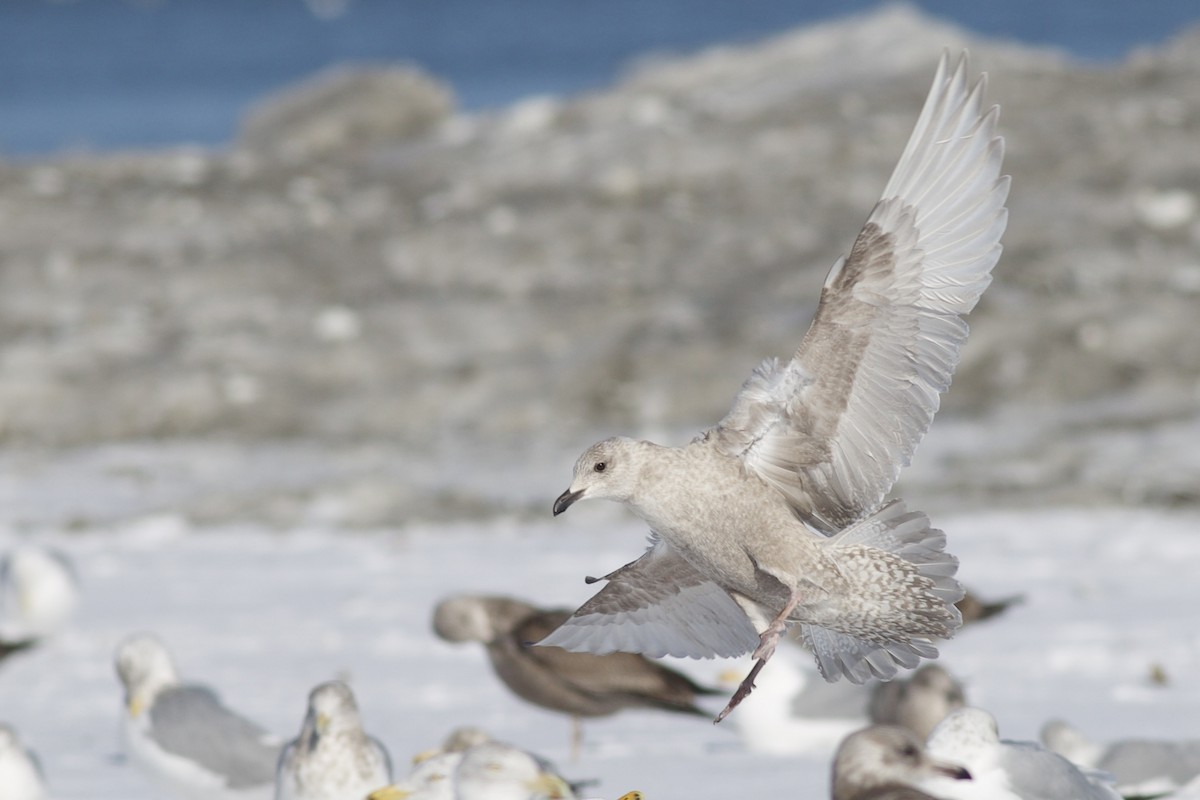 racek polární (ssp. thayeri/kumlieni) - ML650137688