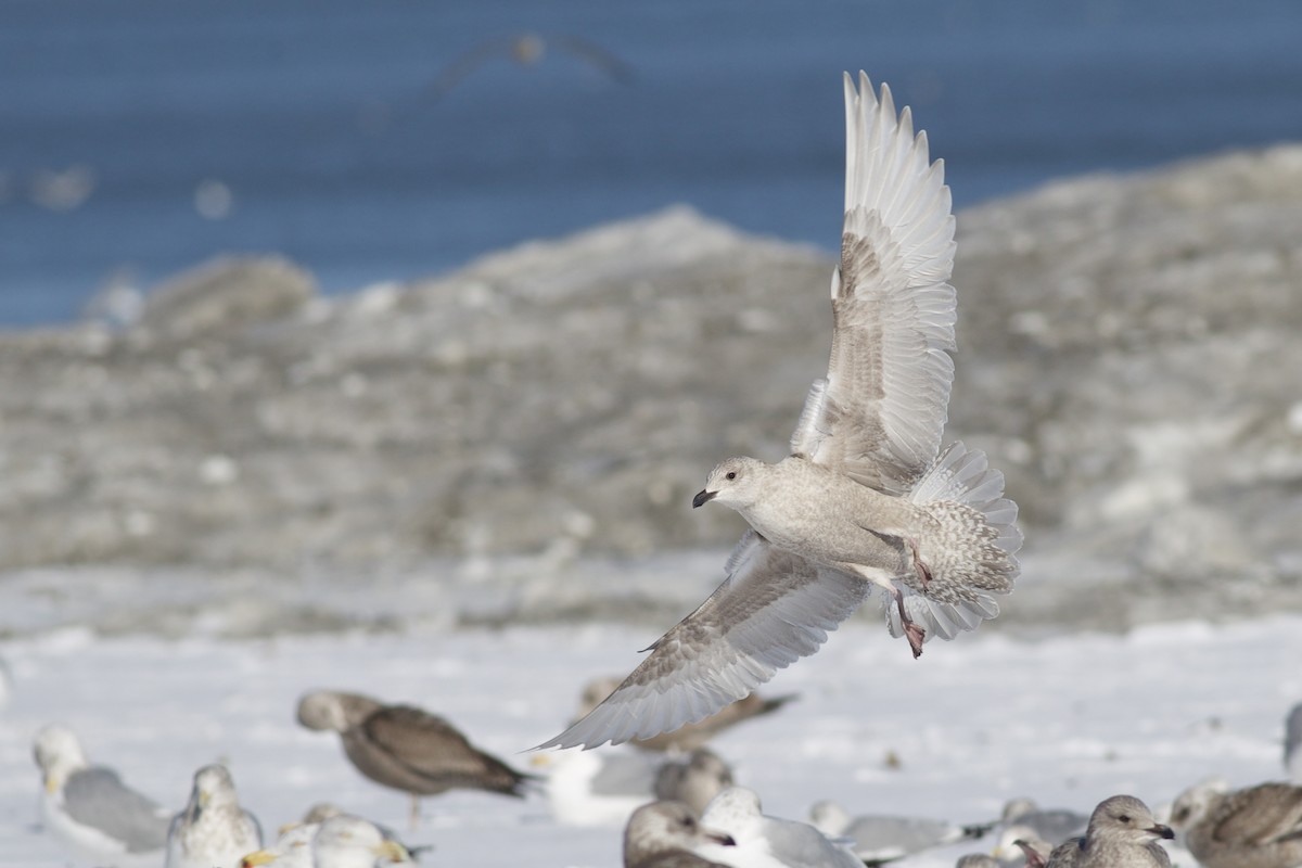 racek polární (ssp. thayeri/kumlieni) - ML650137689