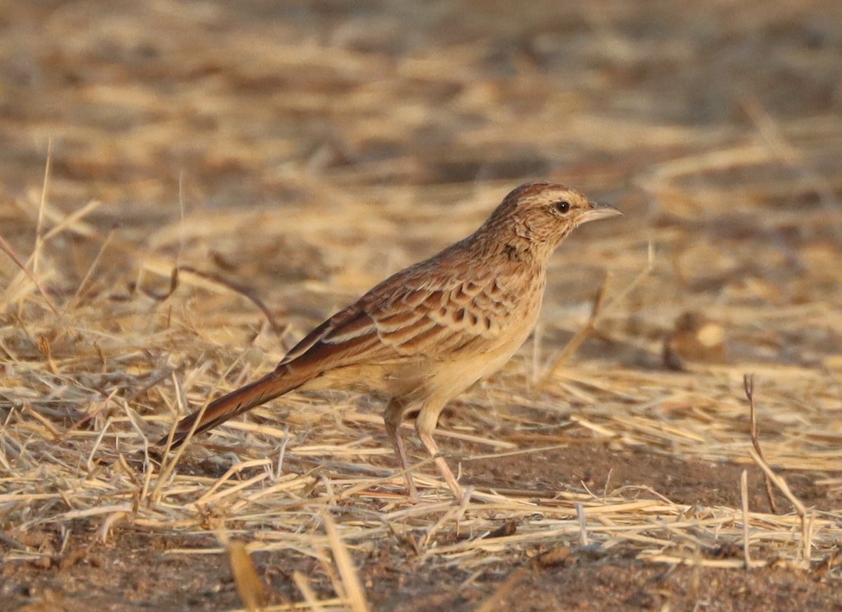 Rusty Lark - Calendulauda rufa - Birds of the World