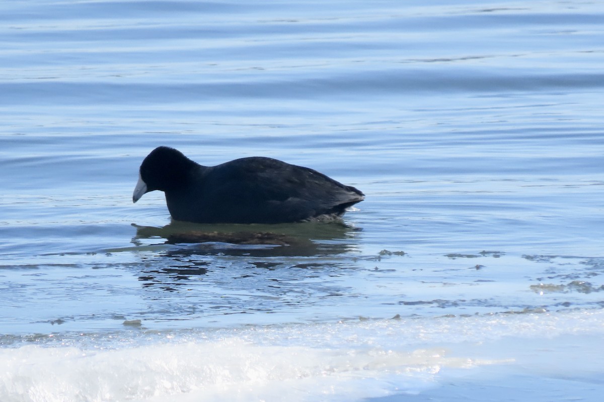 Amerika Mekesi - ML650137929