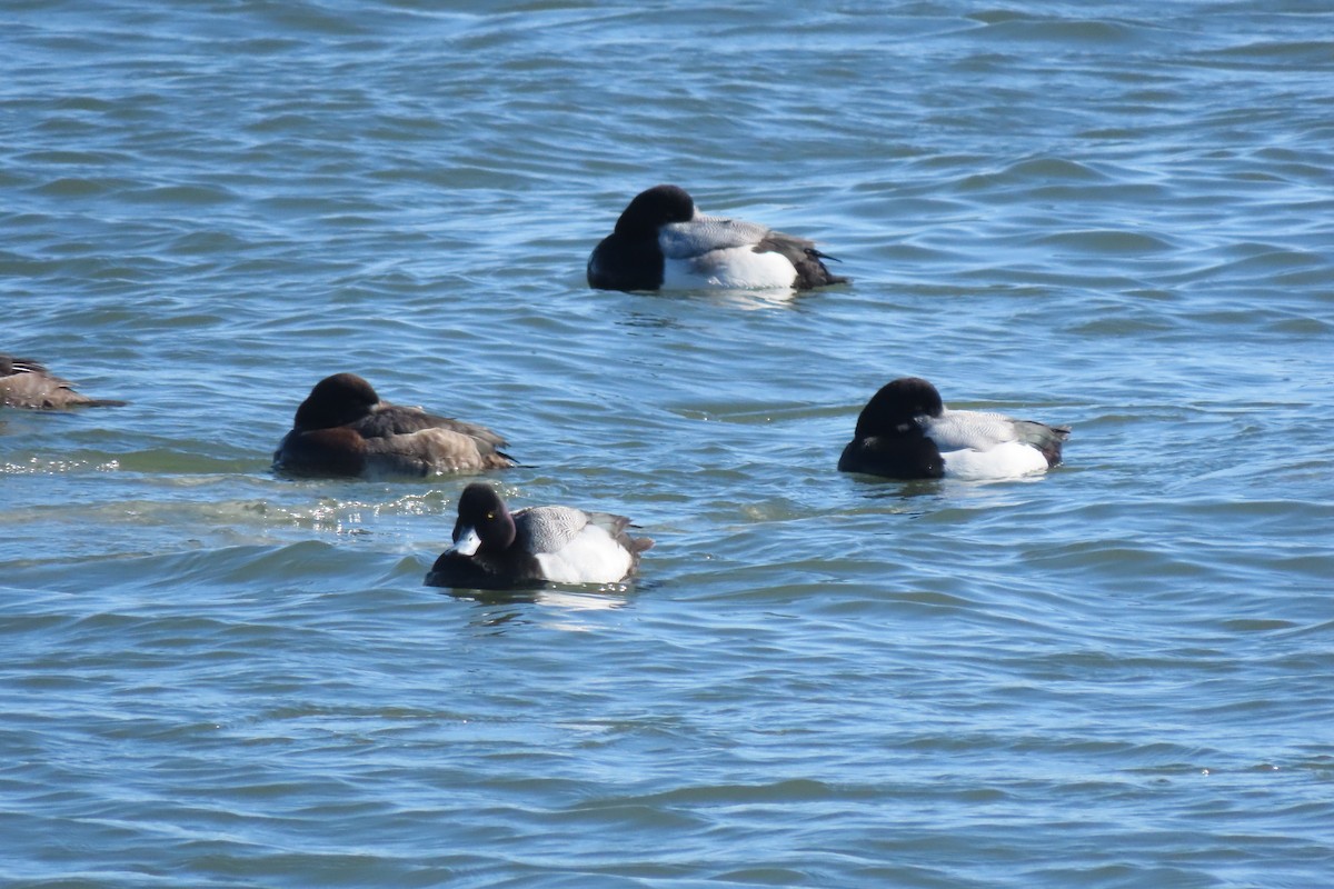 Karabaş Patka - ML650137973
