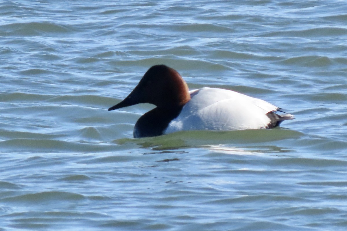 Büyük Elmabaş - ML650137982