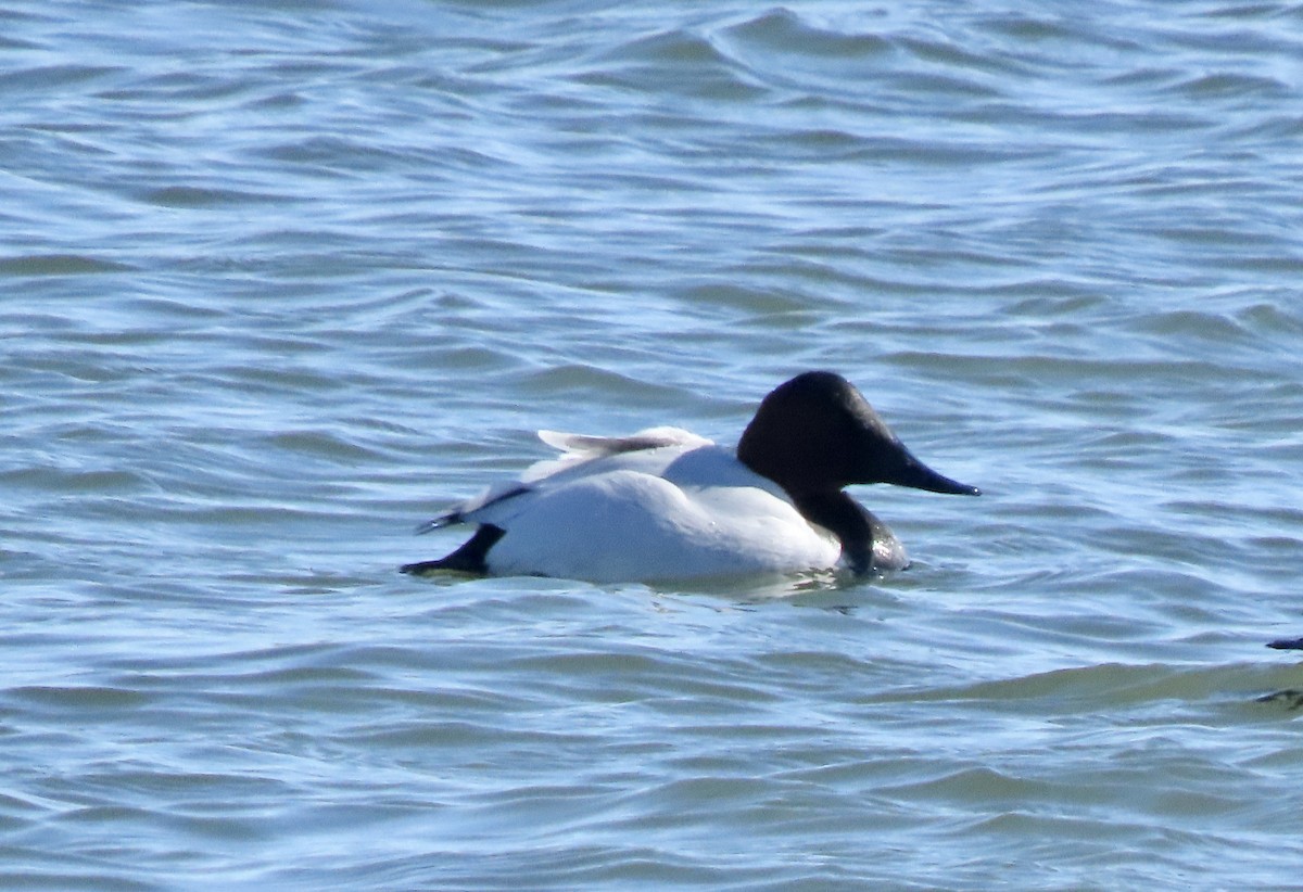 Büyük Elmabaş - ML650137988