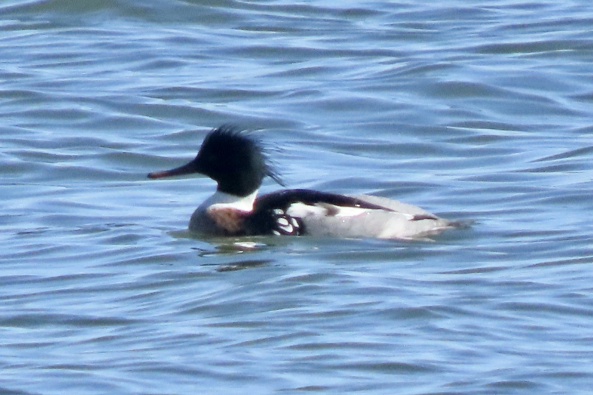 Tarakdiş - ML650137999