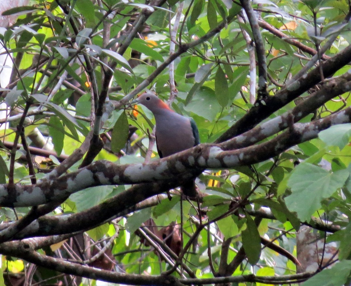 Green Imperial-Pigeon (Rufous-naped) - ML650138408