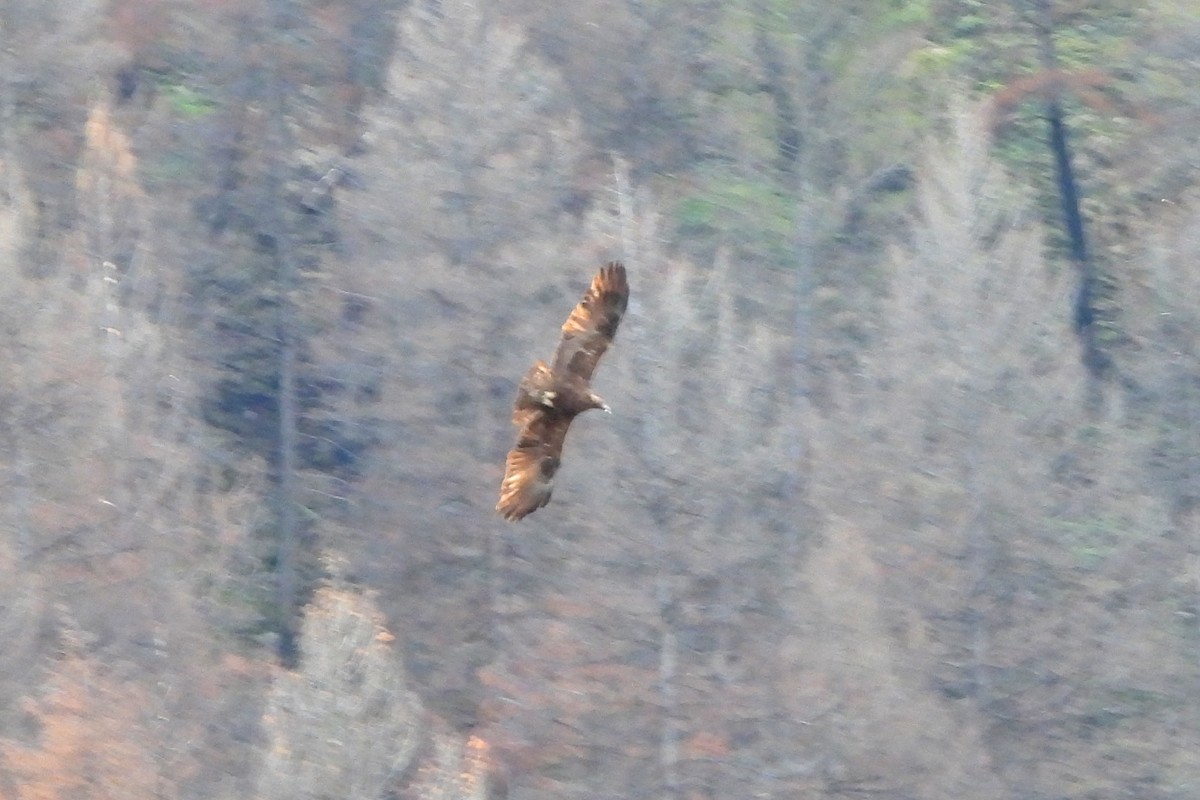 イヌワシ - ML650138486