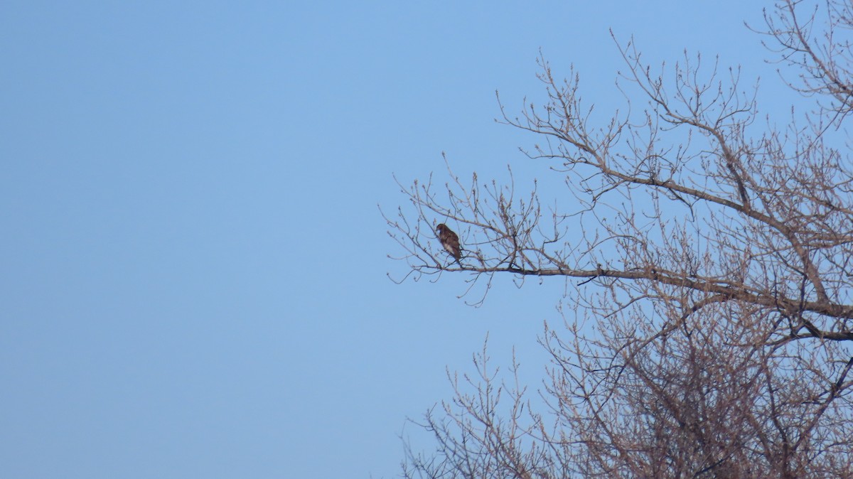 tanımsız Buteo sp. - ML650138516