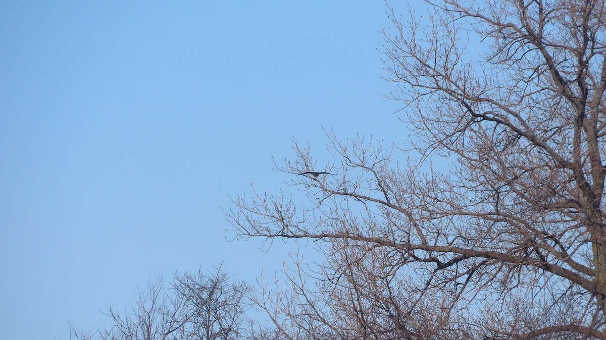 tanımsız Buteo sp. - ML650138539