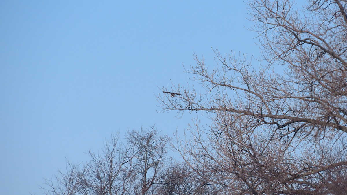 tanımsız Buteo sp. - ML650138633