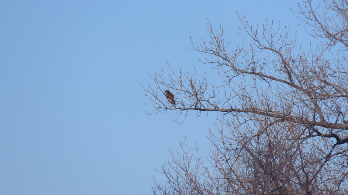 tanımsız Buteo sp. - ML650138659