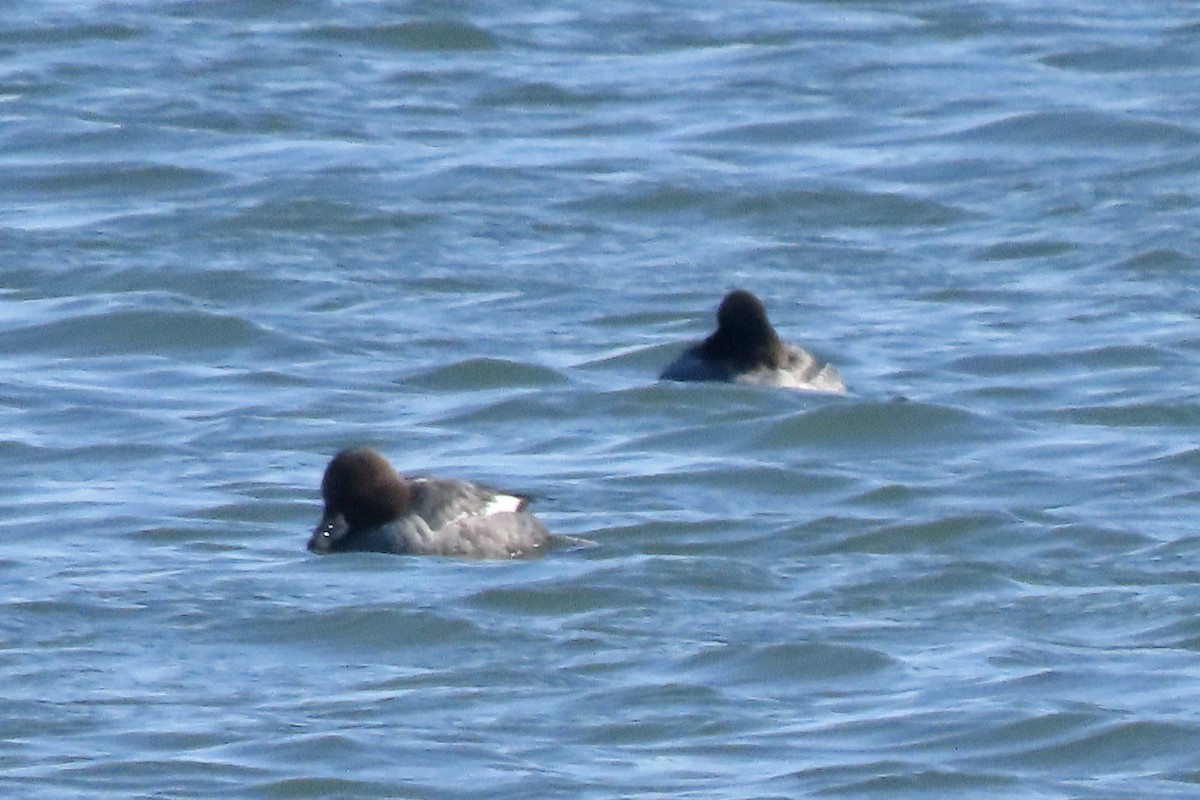 Altıngöz - ML650138660