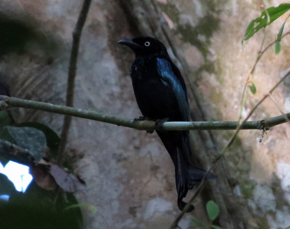 Drongo à crinière - ML650139012
