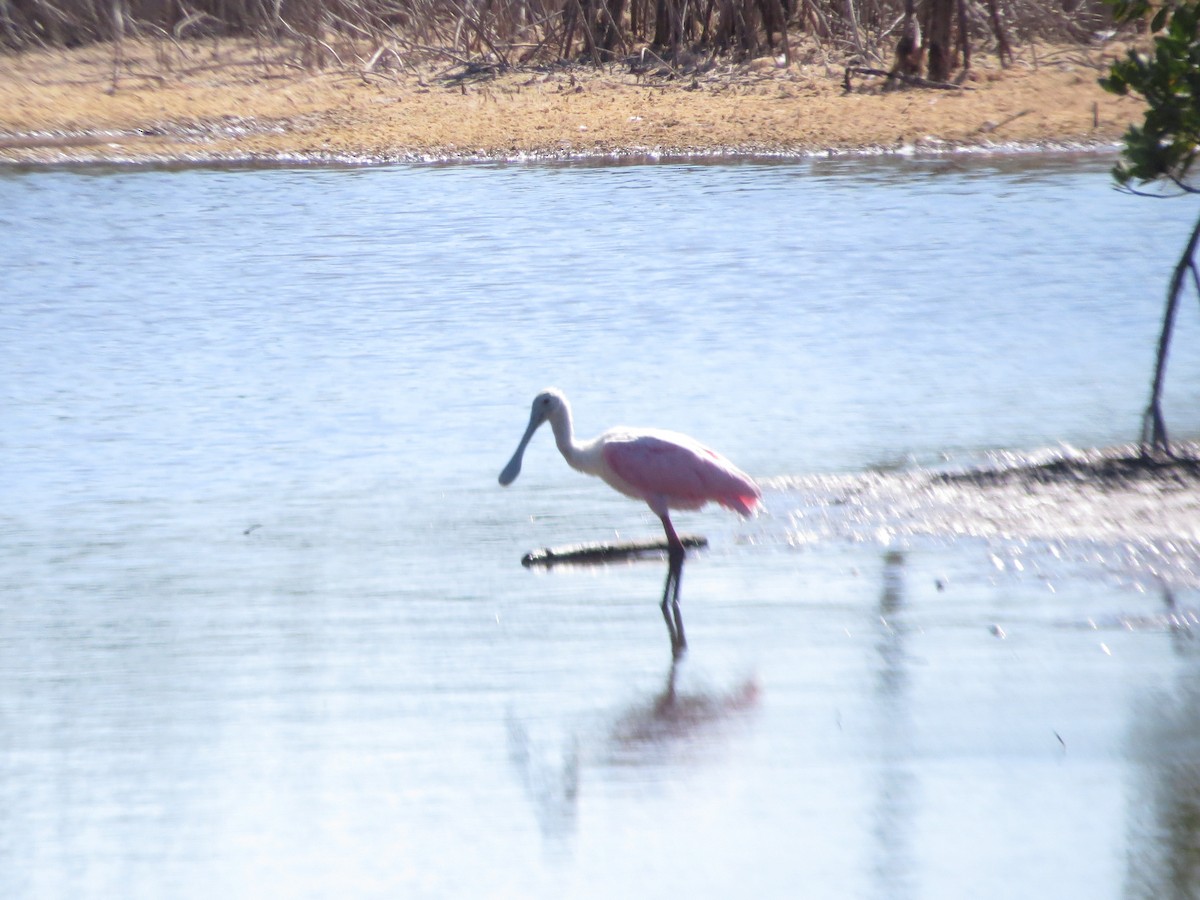 Розовая колпица - ML650139077