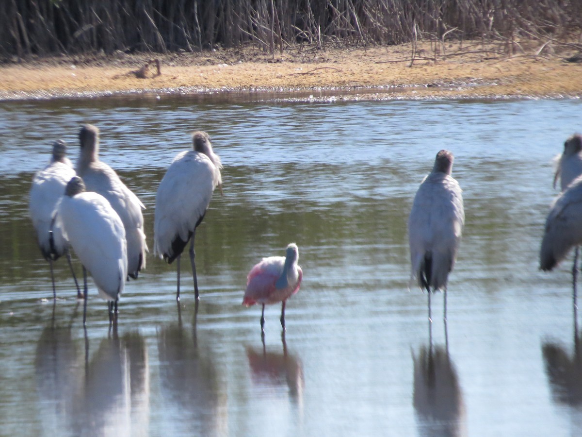 Розовая колпица - ML650139078