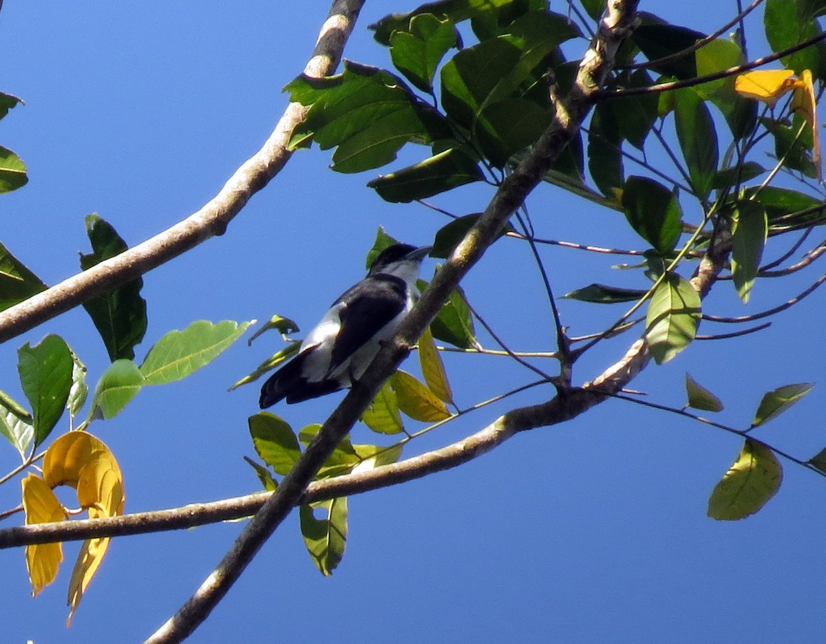 Langrayen à ventre blanc - ML650139246