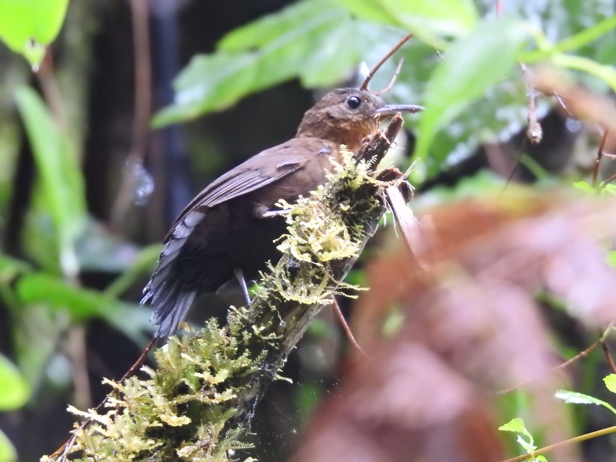 Sclérure à gorge rousse - ML650139255