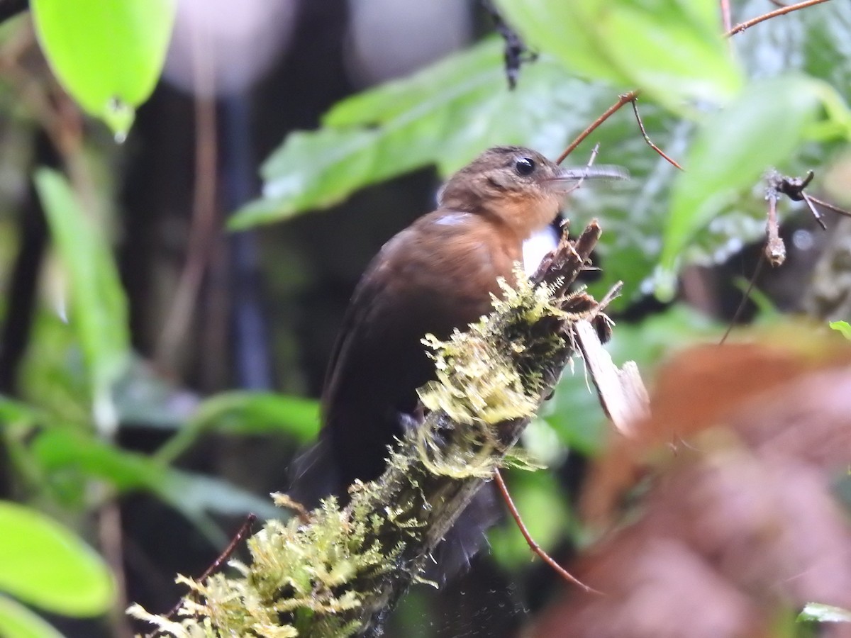 Sclérure à gorge rousse - ML650139256