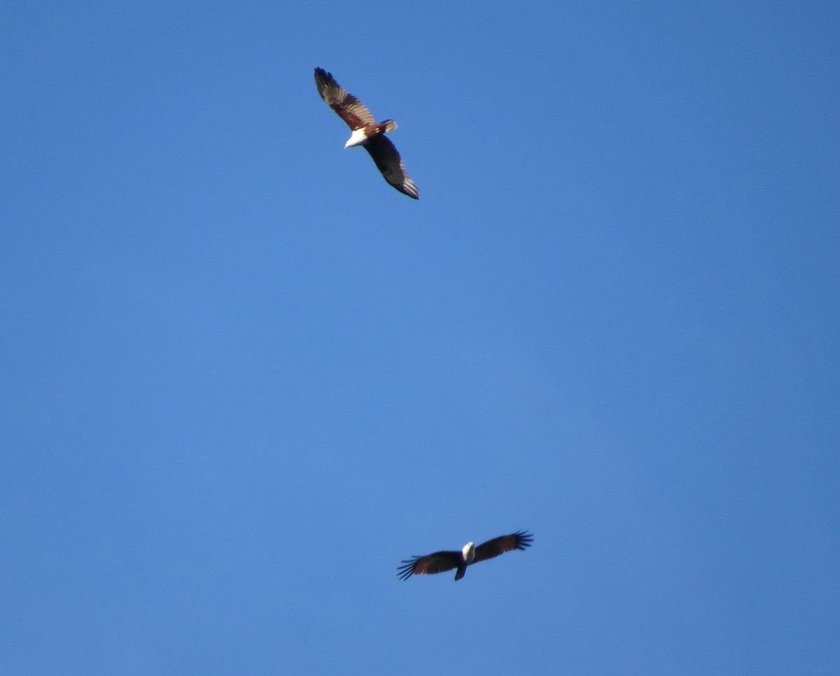 Milan sacré - ML650139261