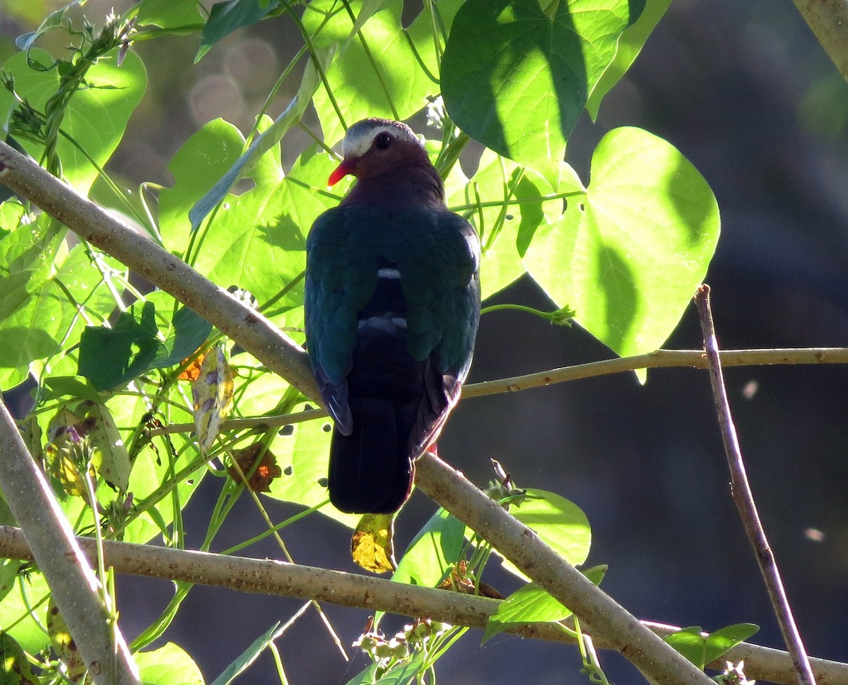 Colombine turvert - ML650139301