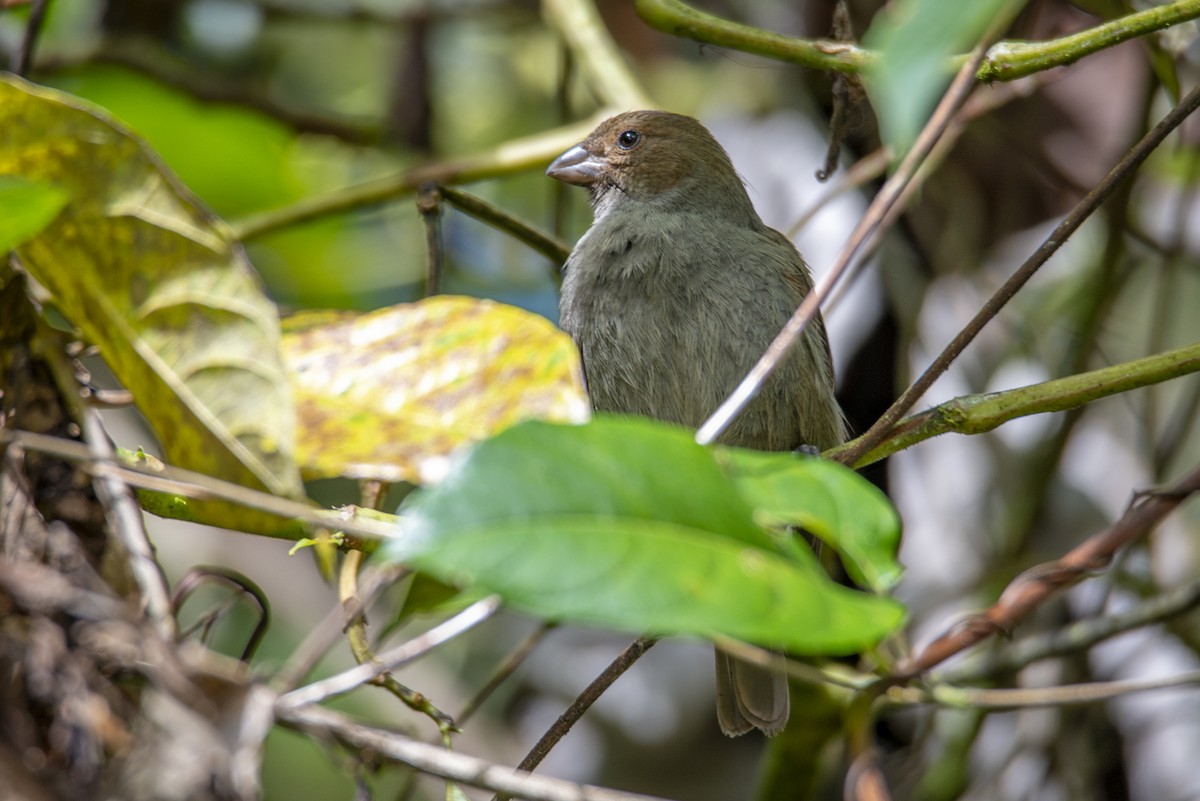 Pèrenoir rougegorge - ML650139336