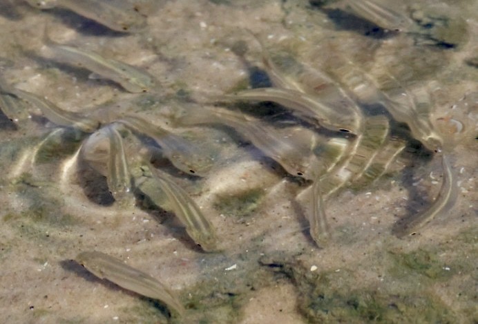 Animaux - ML650139475