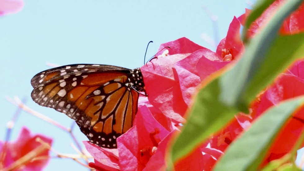 Animaux - ML650139476