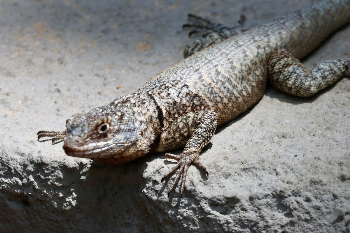 Animaux - ML650139477