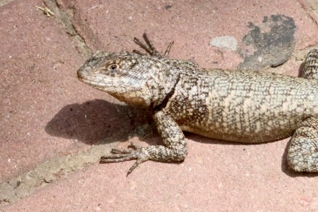 Animaux - ML650139478