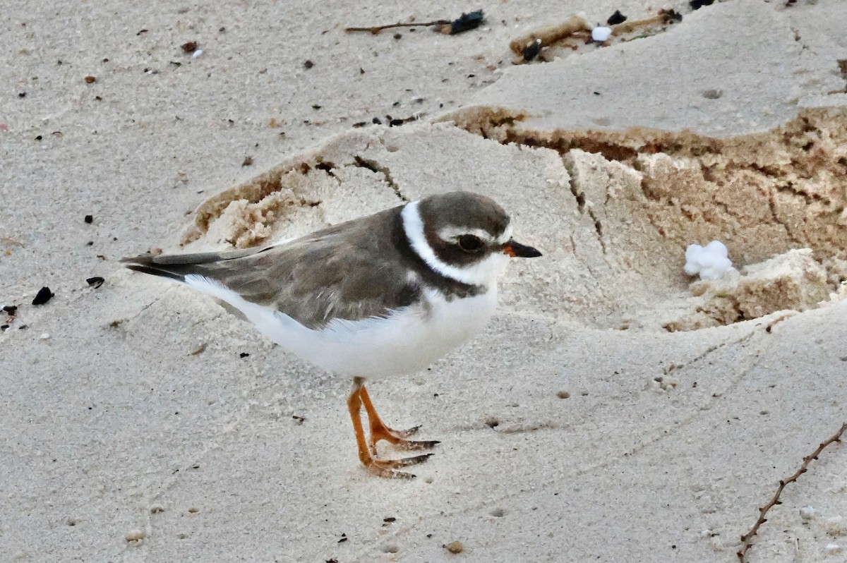 Pluvier semipalmé - ML650139543