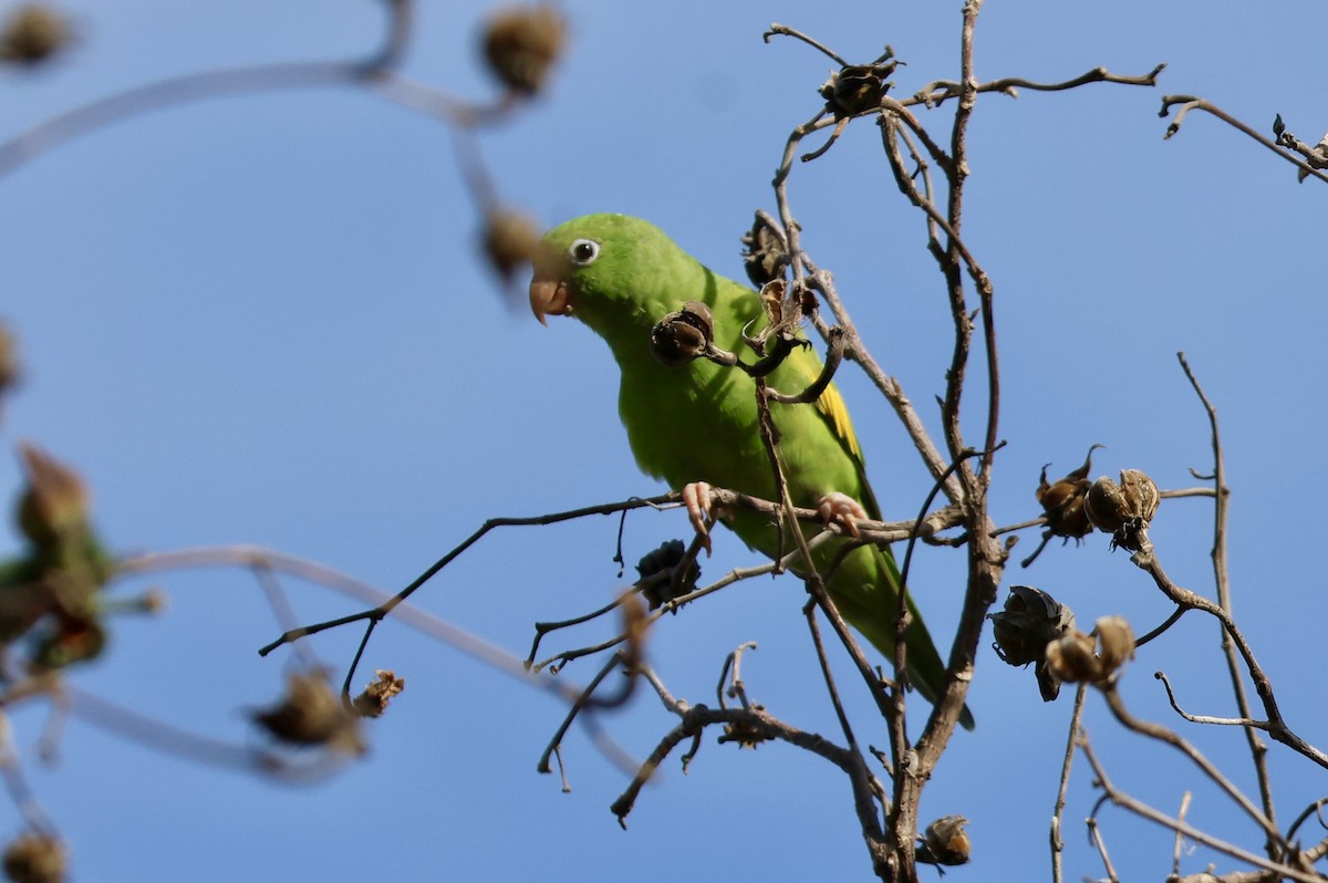 Toui à ailes jaunes - ML650139584