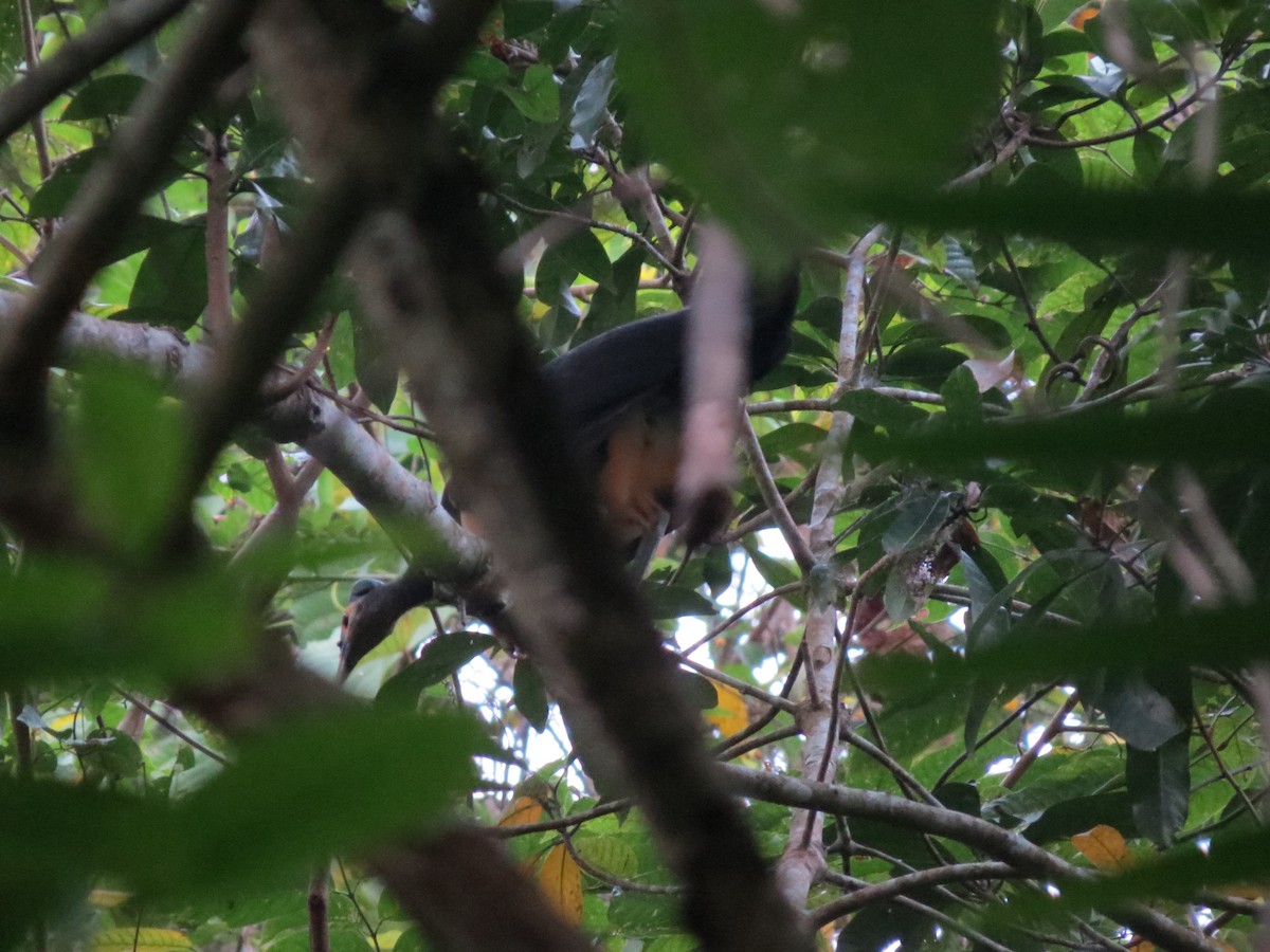 Mégapode maléo - ML650139757