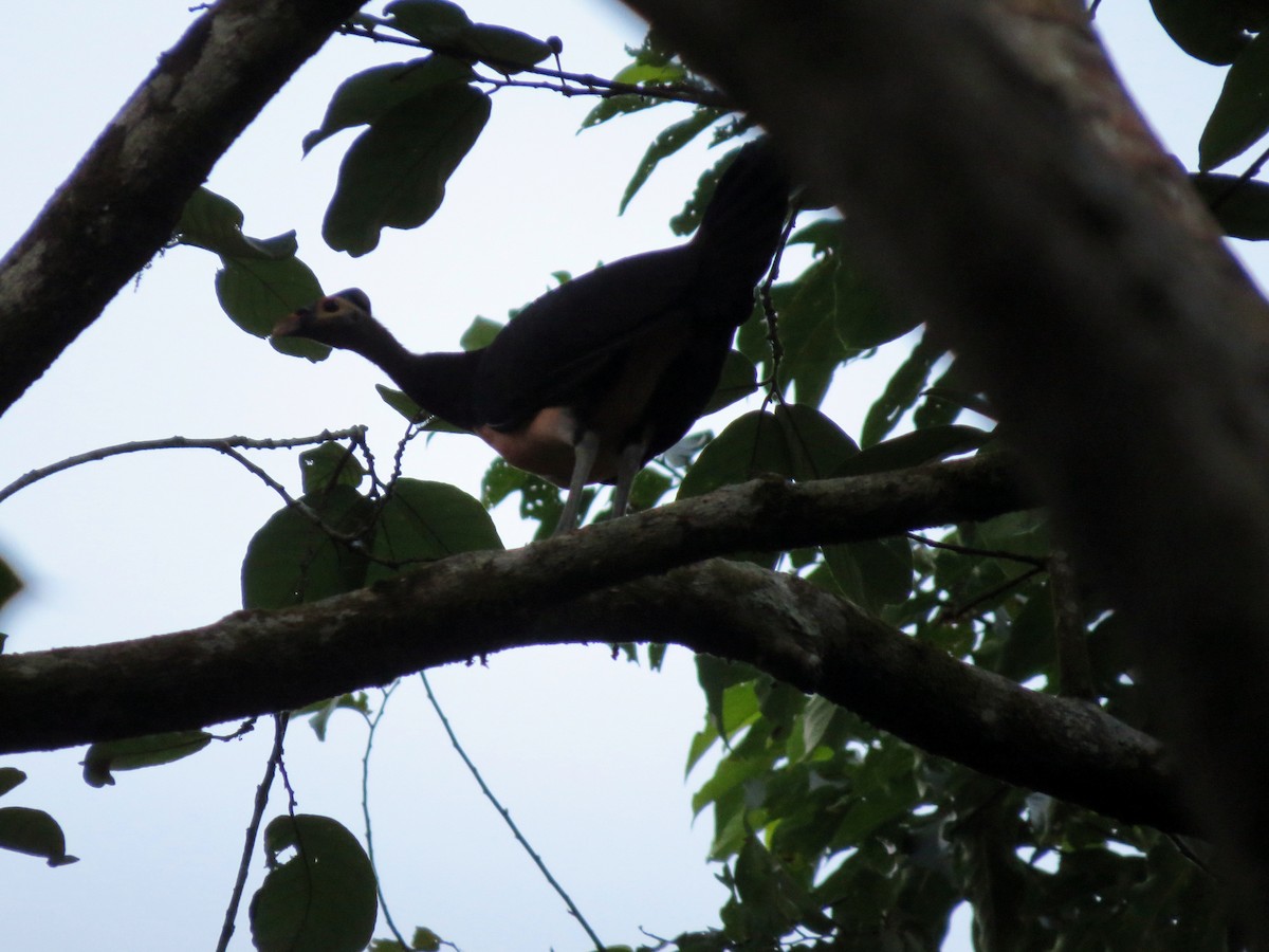 Mégapode maléo - ML650139783