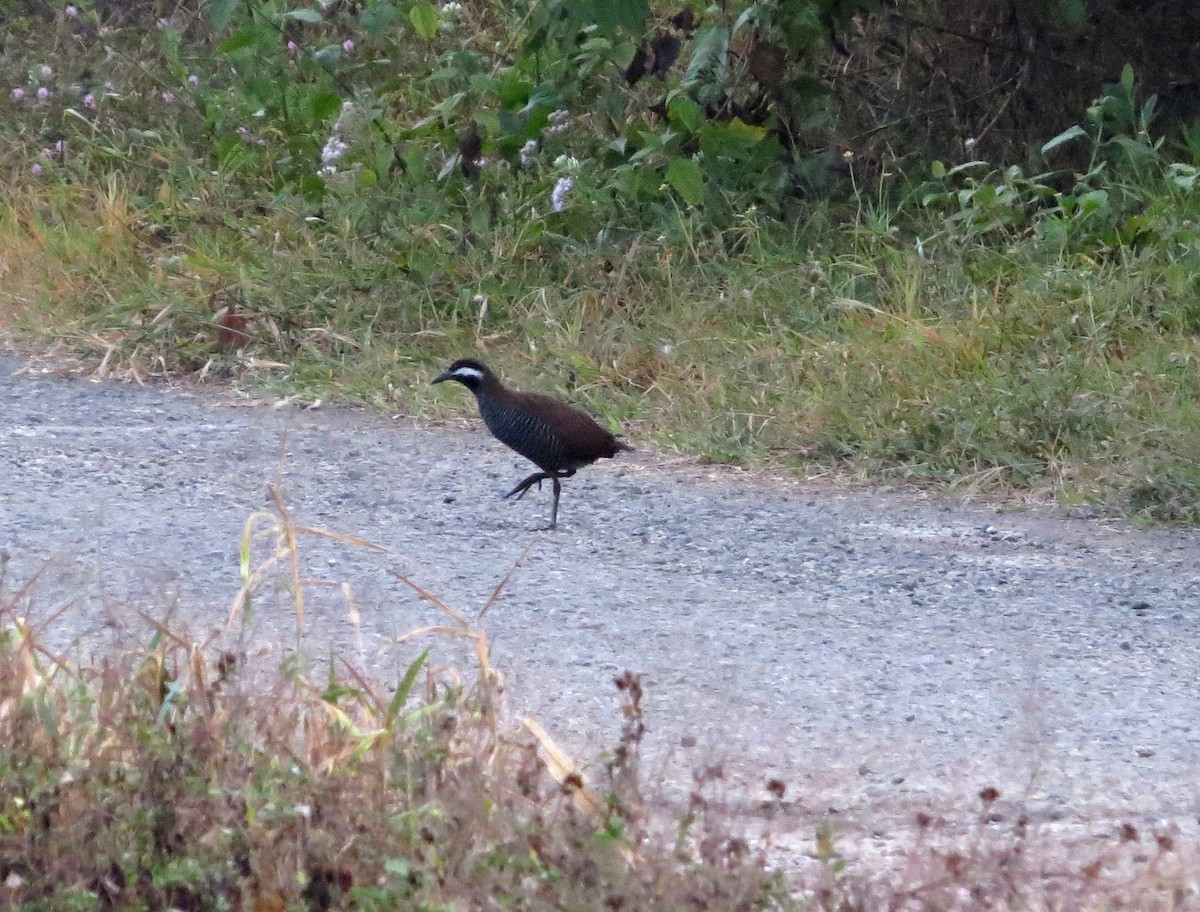 Râle à collier - ML650139813
