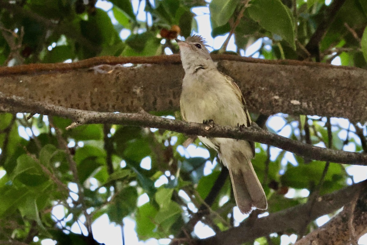 Élénie à ventre jaune - ML650139872