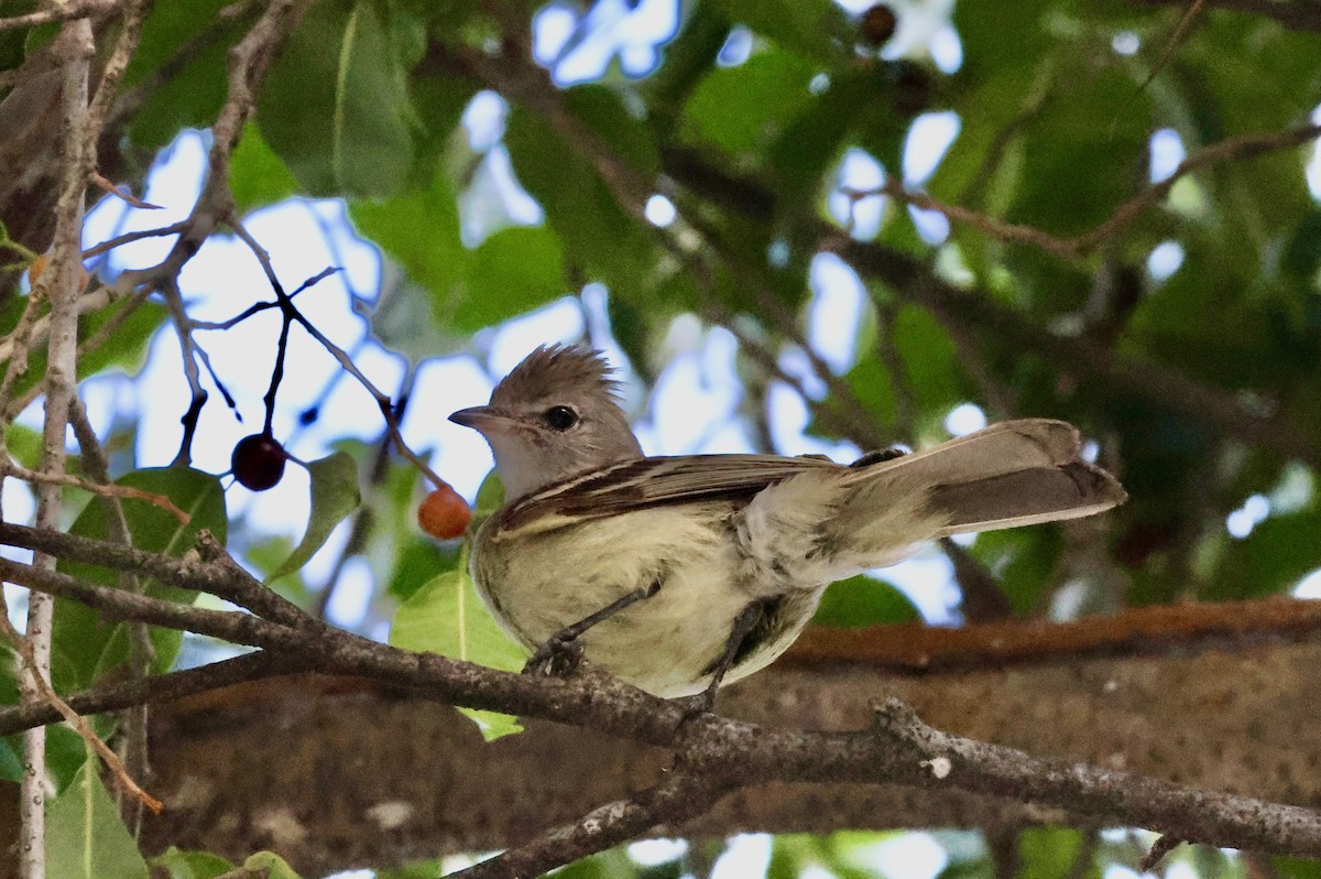 Élénie à ventre jaune - ML650139873