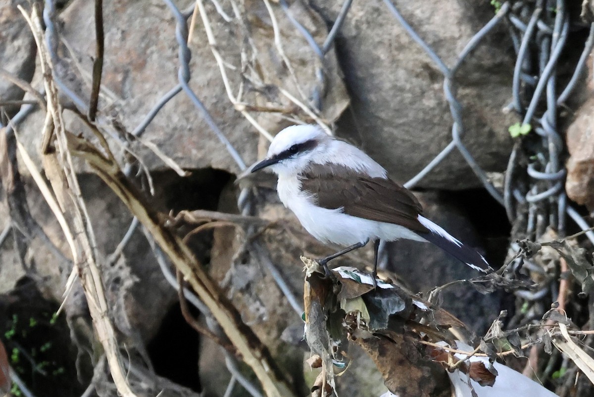 Moucherolle aquatique - ML650139900