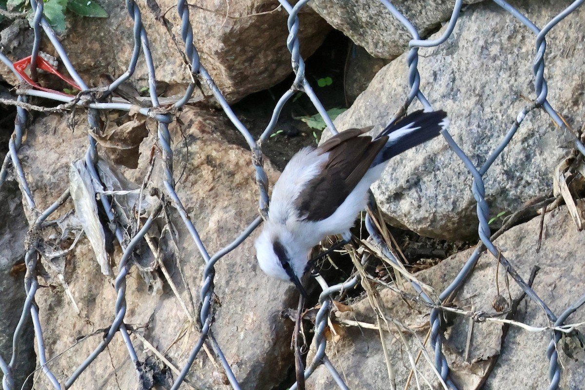 Moucherolle aquatique - ML650139901