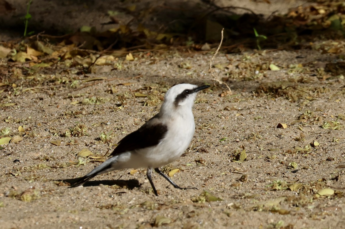 Moucherolle aquatique - ML650139902