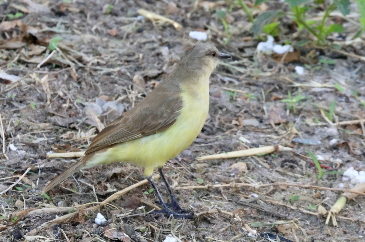 Tyran querelleur - ML650140004