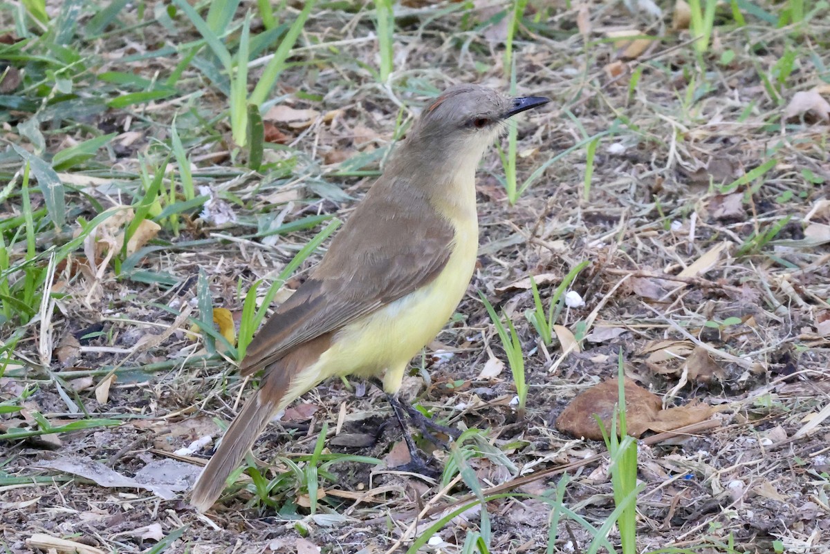 Tyran querelleur - ML650140005