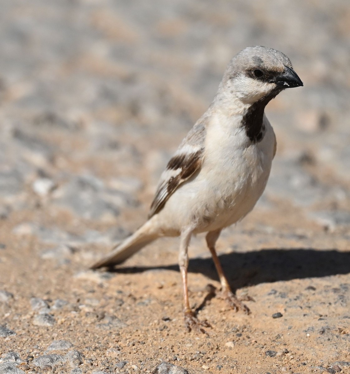Сахарский воробей - ML650140056