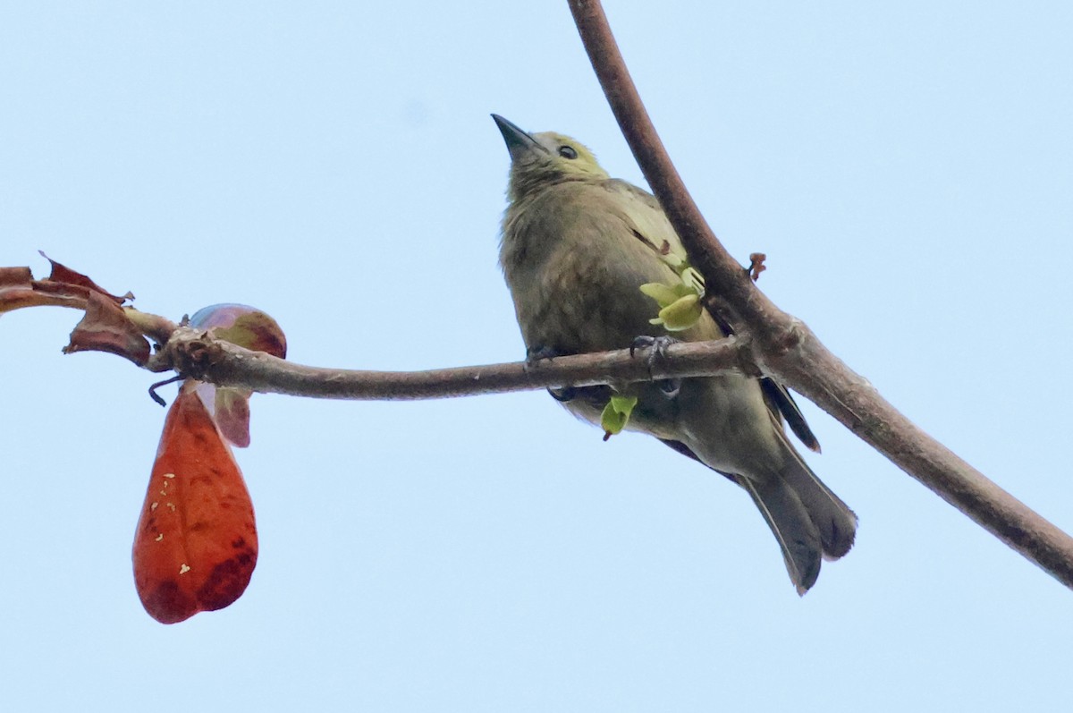 Tangara des palmiers - ML650140080